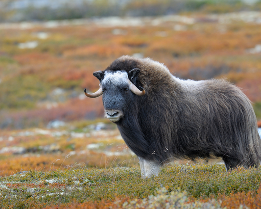 Raw materials of animal origin and their use in perfumery.