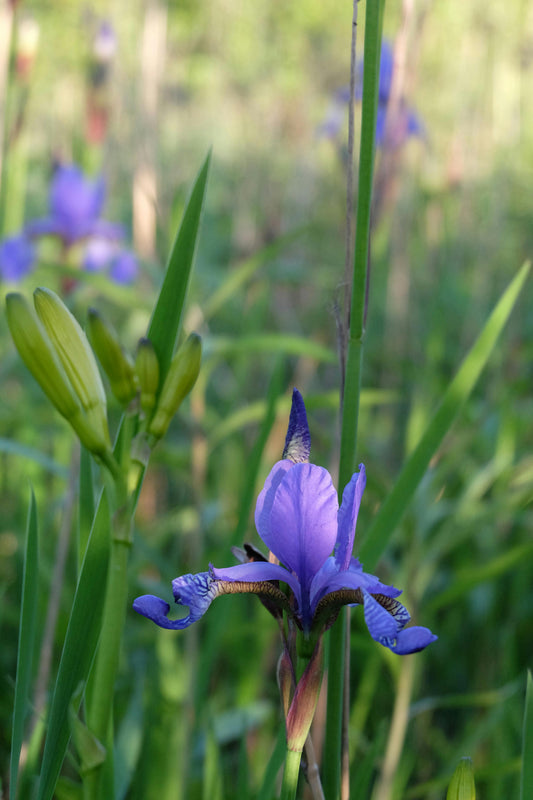 L' iris fiorentino